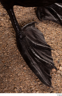 Double-crested cormorant Phalacrocorax auritus foot 0004.jpg